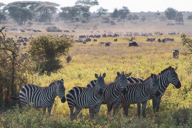 5 Days Lodge Luxury: A Taste of Tanzania Safari - What the private format means on the road