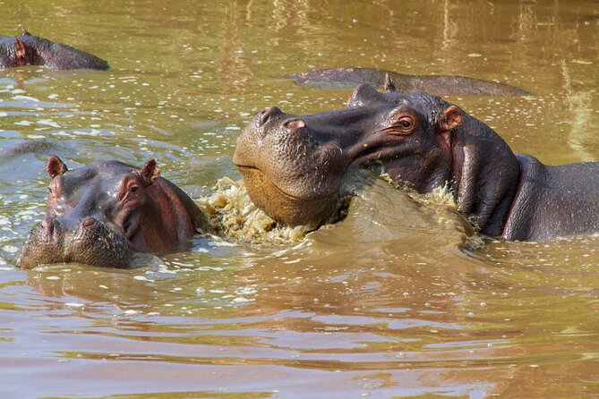 5 Days Lodge Luxury: A Taste of Tanzania Safari - Lodge comfort and what is included