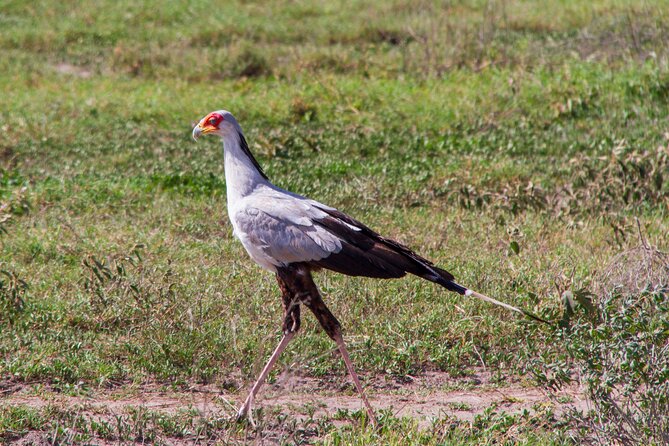5 Days Lodge Luxury: A Taste of Tanzania Safari - Is $2,693 a fair price?
