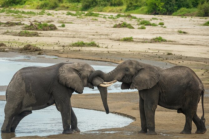 5 Days Lodge Luxury: A Taste of Tanzania Safari - Who should choose this five-day safari?