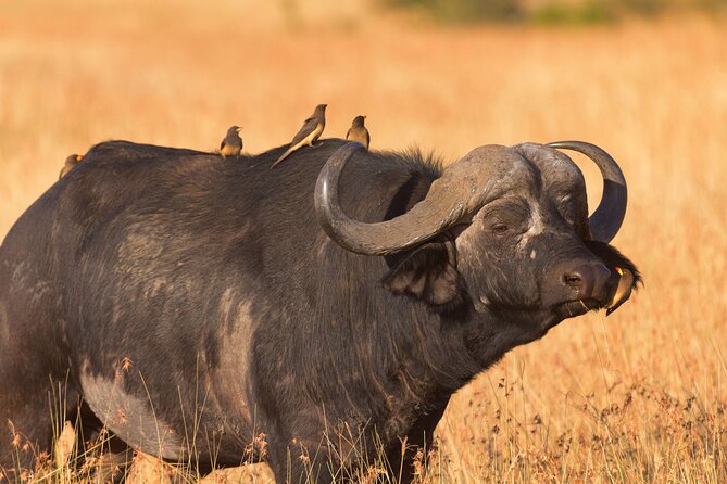 5 Days Lodge Luxury: A Taste of Tanzania Safari - Ngorongoro Crater is the schedule’s big wildlife day