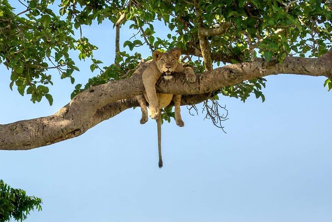 5 Days Luxury Lodge Safari Tour Tanzania - Day 1: Tarangire’s elephants and a late afternoon game drive