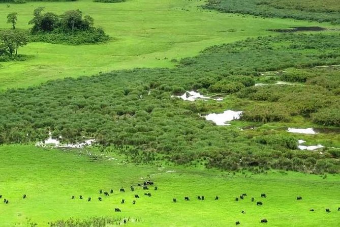 5 Days Luxury Lodge Safari Tour Tanzania - Day 3: Sunrise over the Serengeti and a full day on the plains