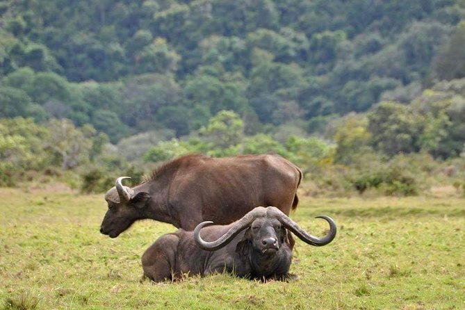 5 Days Luxury Lodge Safari Tour Tanzania - Day 4: A final Serengeti drive before the highlands