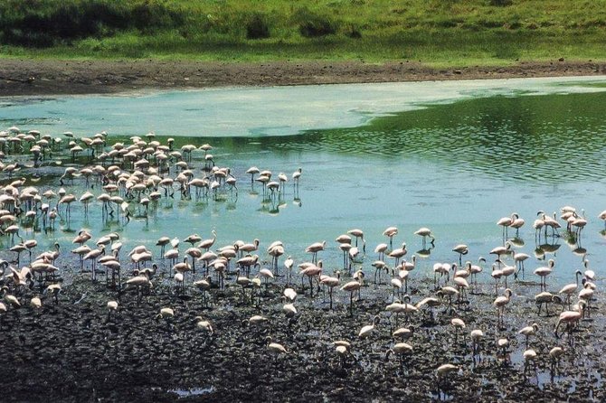 5 Days Luxury Lodge Safari Tour Tanzania - Day 5: Ngorongoro Crater’s close wildlife viewing