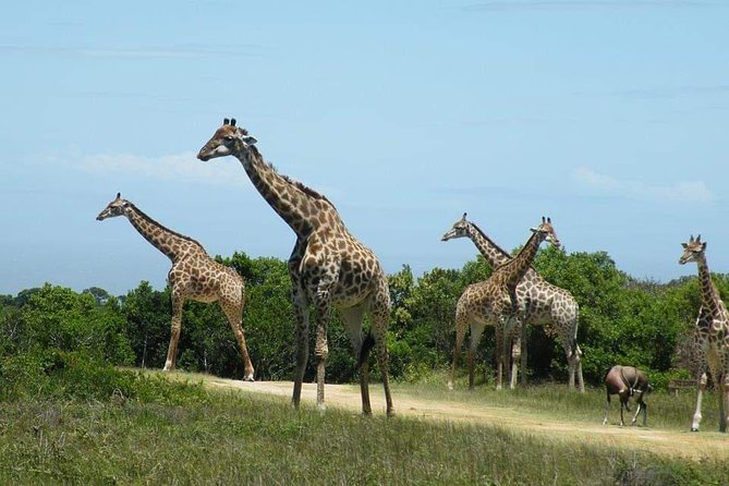 5 Days Luxury Lodge Safari Tour Tanzania - What the $3,200.24 price really covers