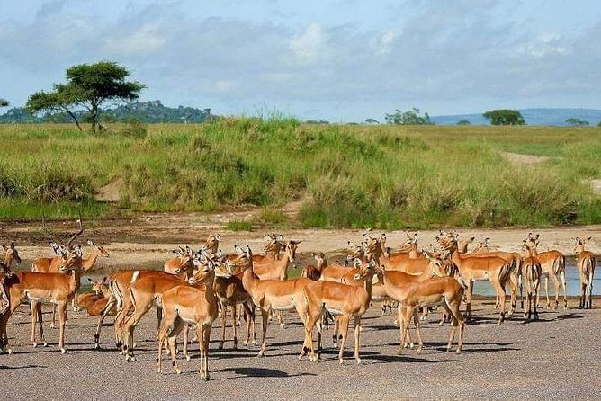 5 Days Luxury Lodge Safari Tour Tanzania - Guide communication and the small-group advantage