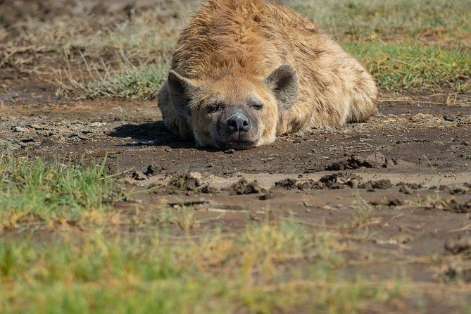 5 Days Luxury Lodge Safari Tour Tanzania - Day 2: Crossing Ngorongoro toward the Serengeti