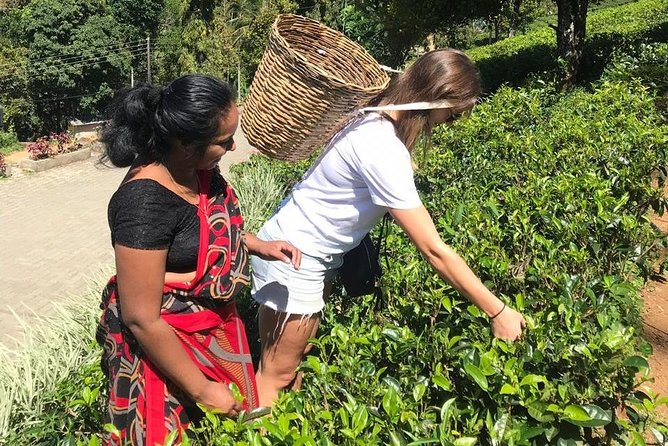 5 Days Tour in Sri Lanka (Hotels with Breakfast & Luxury Car) - Day 5: Mangroves, Colombo temples, and colonial landmarks