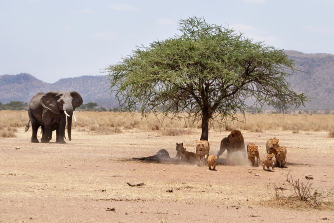 6-Day Serengeti Migration: Private Safari with Mid-range Luxury - Days 3 and 4: The main Serengeti safari