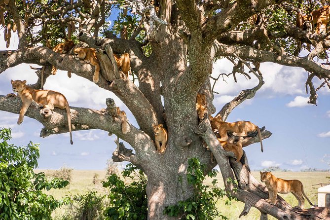 6-Day Serengeti Migration: Private Safari with Mid-range Luxury - Day 5: Sunrise in Serengeti and the road to Ngorongoro