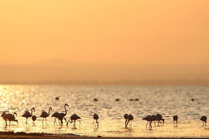 6-Day Serengeti Migration: Private Safari with Mid-range Luxury - Day 6: Descending into Ngorongoro Crater