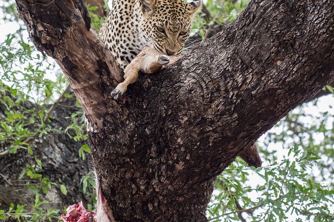 6-Day Serengeti Migration: Private Safari with Mid-range Luxury - The vehicle, guide, and comfort level