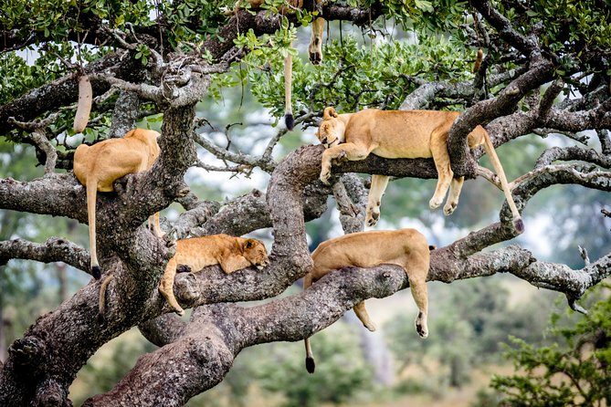 6-Day Serengeti Migration: Private Safari with Mid-range Luxury - Who should book this safari?