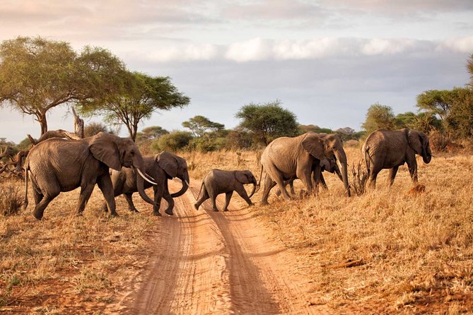 6-Day Serengeti Migration: Private Safari with Mid-range Luxury - Day 2: Through the Ngorongoro highlands to Serengeti