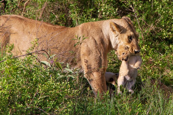 6 Days Lodge & Tented Camp Luxury - The Serengeti Trail & Tarangire - Day 4: A full day on the Serengeti plains