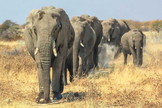 6 Days Lodge & Tented Camp Luxury - The Serengeti Trail & Tarangire - Day 6: Return to the airport