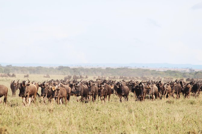 7-Day Premium Luxury Tanzania Safari All-Inclusive - Day 3: Birds, woodland, and cliffs at Lake Manyara