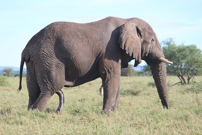 7-Day Premium Luxury Tanzania Safari All-Inclusive - Day 5: A full Serengeti game-drive day