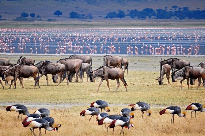7 Days Best Luxury Safari To Tanzania - The road to Serengeti changes the scale