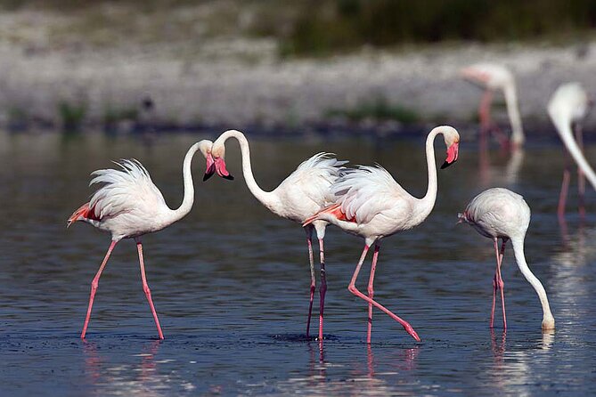 7 Days Best Luxury Safari To Tanzania - One full day lets Serengeti breathe