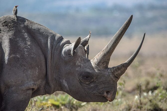 7 Days Best Luxury Safari To Tanzania - Is $5,900 a fair price?