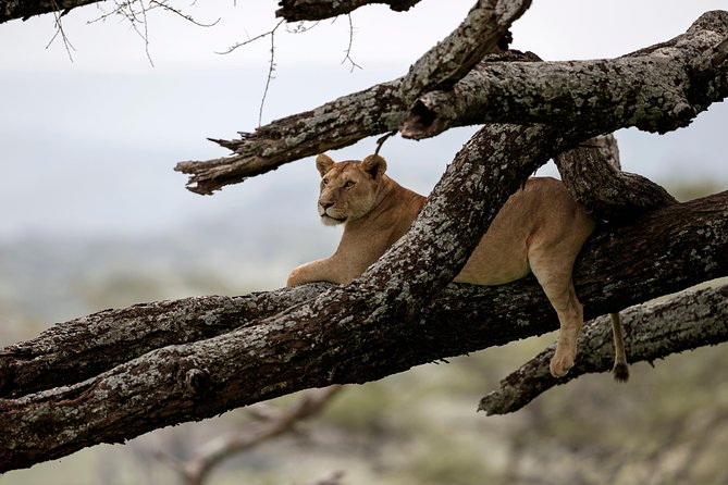 7 Days Tanzania Luxury Safari Experience & Coffee Walking Tour - Four parks, one well-planned northern Tanzania route