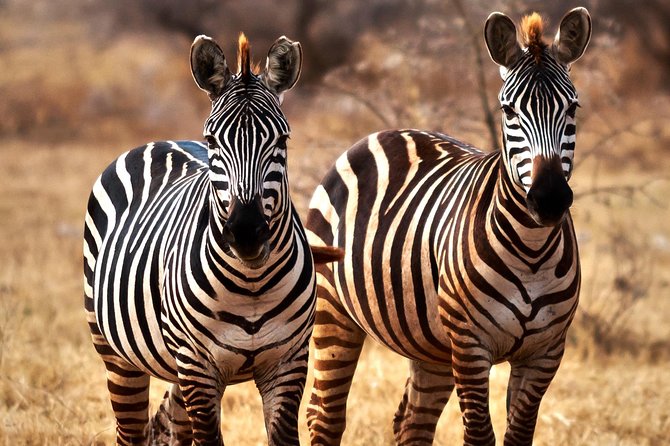 7 Days Tanzania Luxury Safari Experience & Coffee Walking Tour - Day 3: The long road into the Serengeti