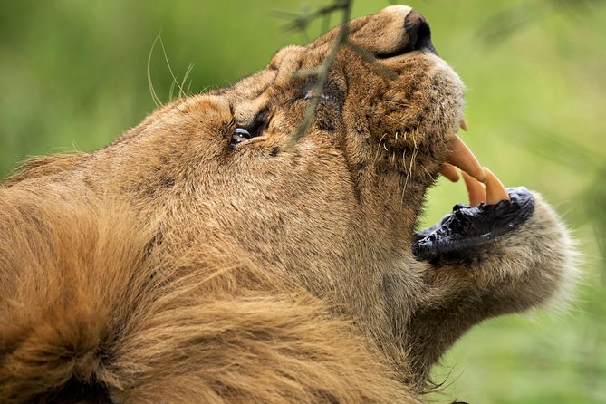 7 Days Tanzania Luxury Safari Experience & Coffee Walking Tour - Day 4: A full Serengeti game-drive day