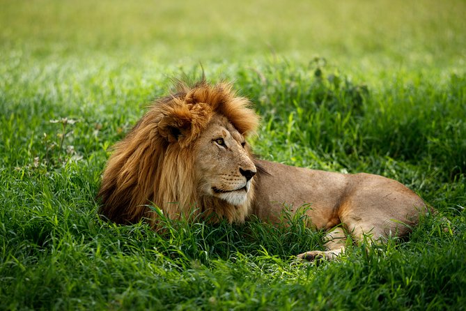 7 Days Tanzania Luxury Safari Experience & Coffee Walking Tour - Day 5: Leaving the plains for Karatu coffee country