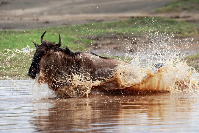 7 Days Tanzania Luxury Safari Experience & Coffee Walking Tour - Day 2: Birdlife and forest at Lake Manyara