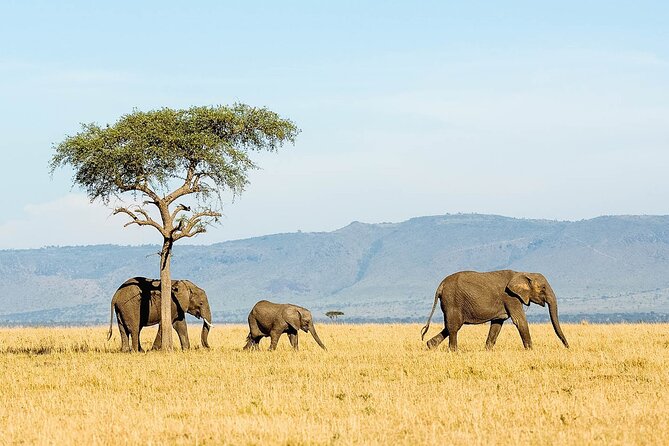 7 Days Tanzania Luxury Safaris - Day two: forest, monkeys, and Lake Manyara