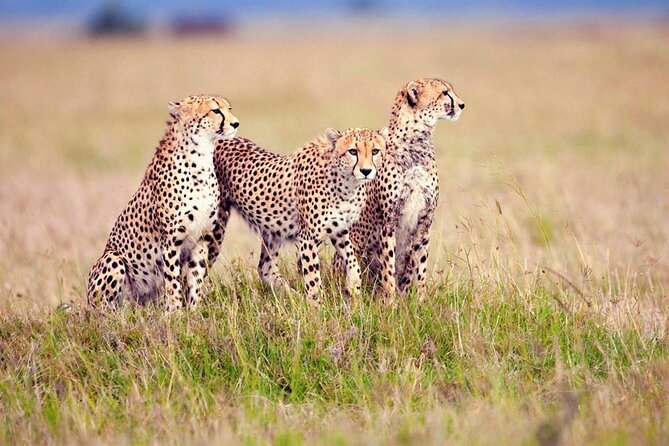 7 Days Tanzania Luxury Safaris - Day three: the long road to Serengeti