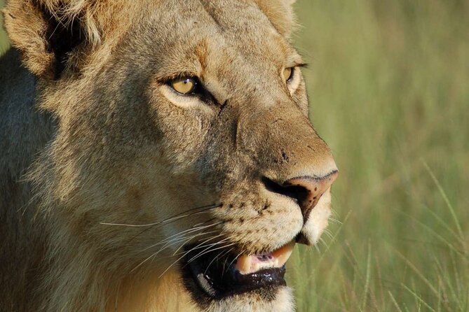 7 Days Tanzania Luxury Safaris - Day five: leaving Serengeti for Ngorongoro