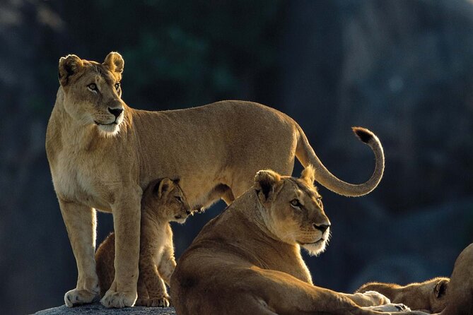 7 Days Tanzania Luxury Safaris - Day one: elephants and baobabs in Tarangire