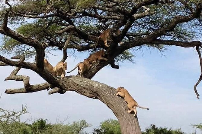 8 Days Green Season Offer - Luxury Serena Safari - Day 2: Lake Manyara brings birds and tree-climbing lions