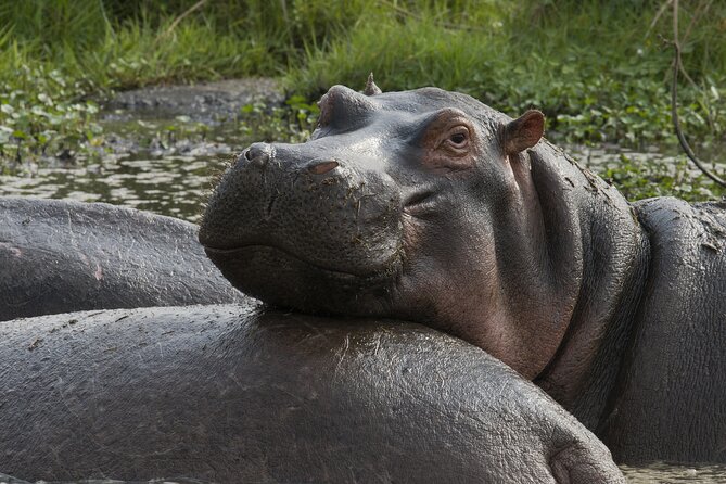 8 Days Green Season Offer - Luxury Serena Safari - Day 6: Olduvai Gorge and the Ngorongoro rim