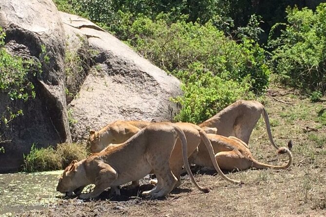 8 Days Green Season Offer - Luxury Serena Safari - Day 7: A full day inside Ngorongoro Crater