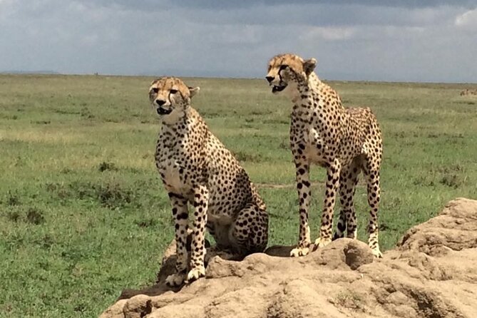 8 Days Green Season Offer - Luxury Serena Safari - Who will like this safari most