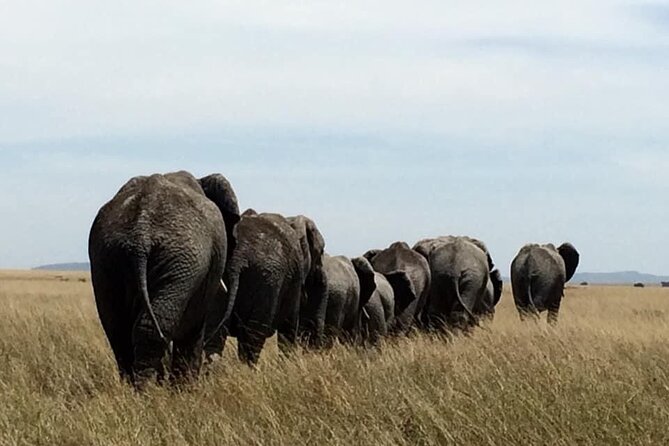 8 Days Green Season Offer - Luxury Serena Safari - Days 4 and 5: Two ways to experience the Serengeti