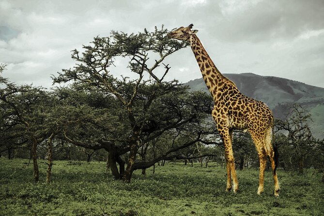 9-Day Ultimate Tanzania Honeymoon Safari Luxury Package - Serengeti: three days to find the big cats