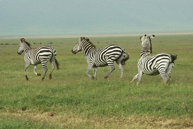 9-Day Ultimate Tanzania Honeymoon Safari Luxury Package - Lake Manyara: birds, elephants, and two different safari moods