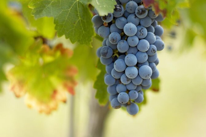 A day in Saint-Emilion in a small group (Electric Luxury Van) - Leaving Bordeaux for Saint-Émilion’s vineyard country
