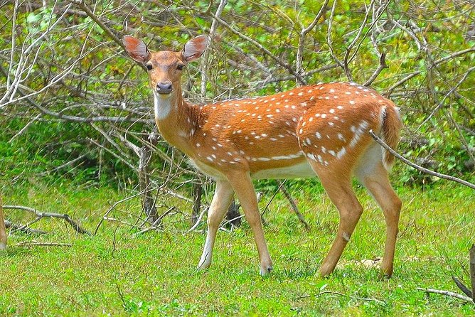All Inclusive Leopard Nest Treehouse Safari in Yala - The 5:00 am start and Nimalawa Lake walk