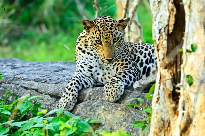 All Inclusive Leopard Nest Treehouse Safari in Yala - The 7:30 am transfer from Colombo-area hotels