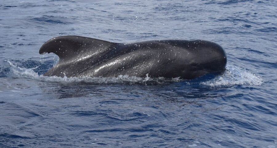 All Inclusive Whale and Dolphin Watching Luxury Tour - Setting out from Funchal Marina