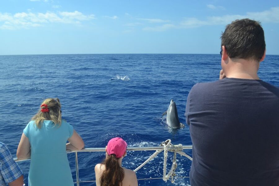 All Inclusive Whale and Dolphin Watching Luxury Tour - The return sail to Funchal