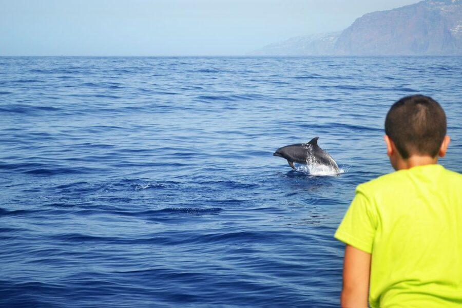All Inclusive Whale and Dolphin Watching Luxury Tour - Who should book this catamaran?