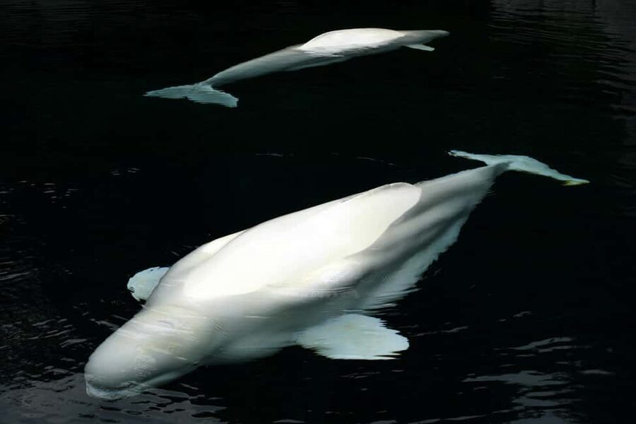 Aquarium & StanleyPark+20 Gem Spots+City/Vip Car+Small Group - Why this tour works for a first day in Vancouver