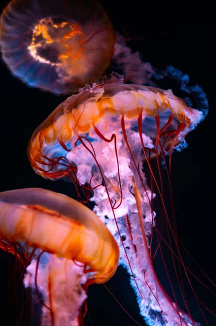 Aquarium & StanleyPark+20 Gem Spots+City/Vip Car+Small Group - Totem poles and Stanley Park’s Indigenous stories